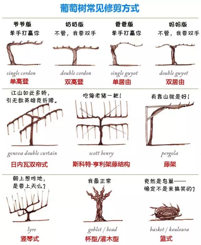 造型如此风骚的葡萄树看完我成功被逗笑了