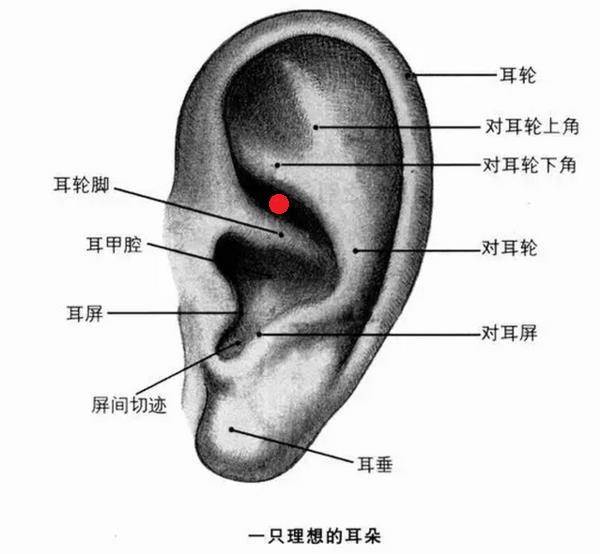 耳根在耳朵什么位置图图片