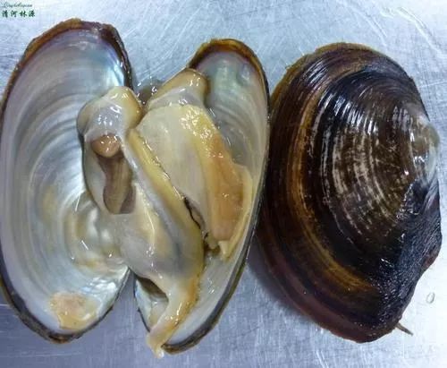 情.味》第九期湖蚌马蹄汤