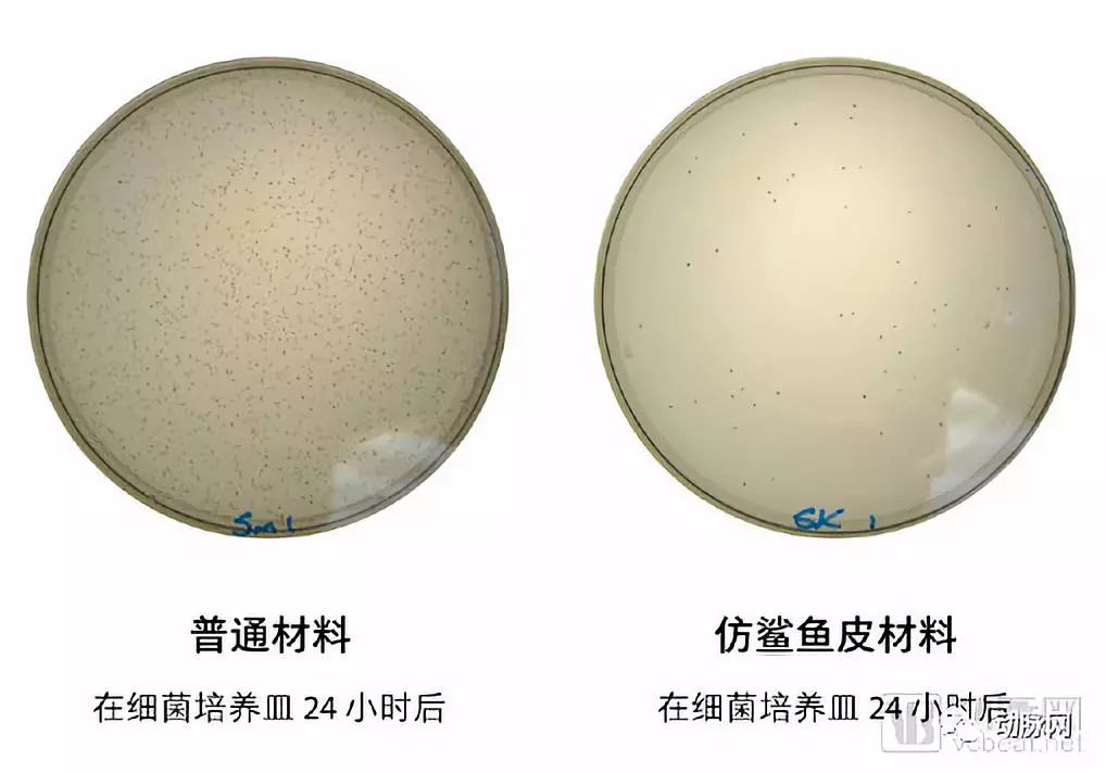 仿鲨鱼皮肤的物理结构显微镜下的鲨鱼皮肤肤齿在随后的研究中,布伦南
