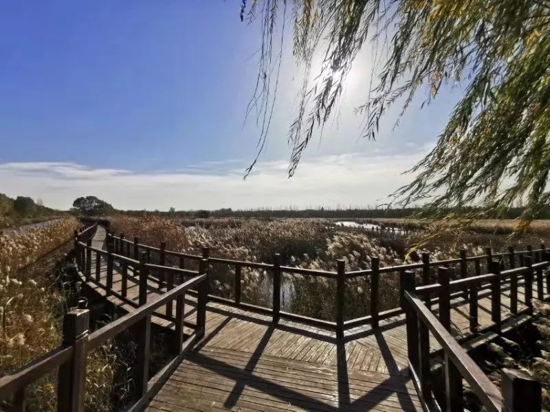 万亩芦花飞舞封丘这里承包了最美冬景