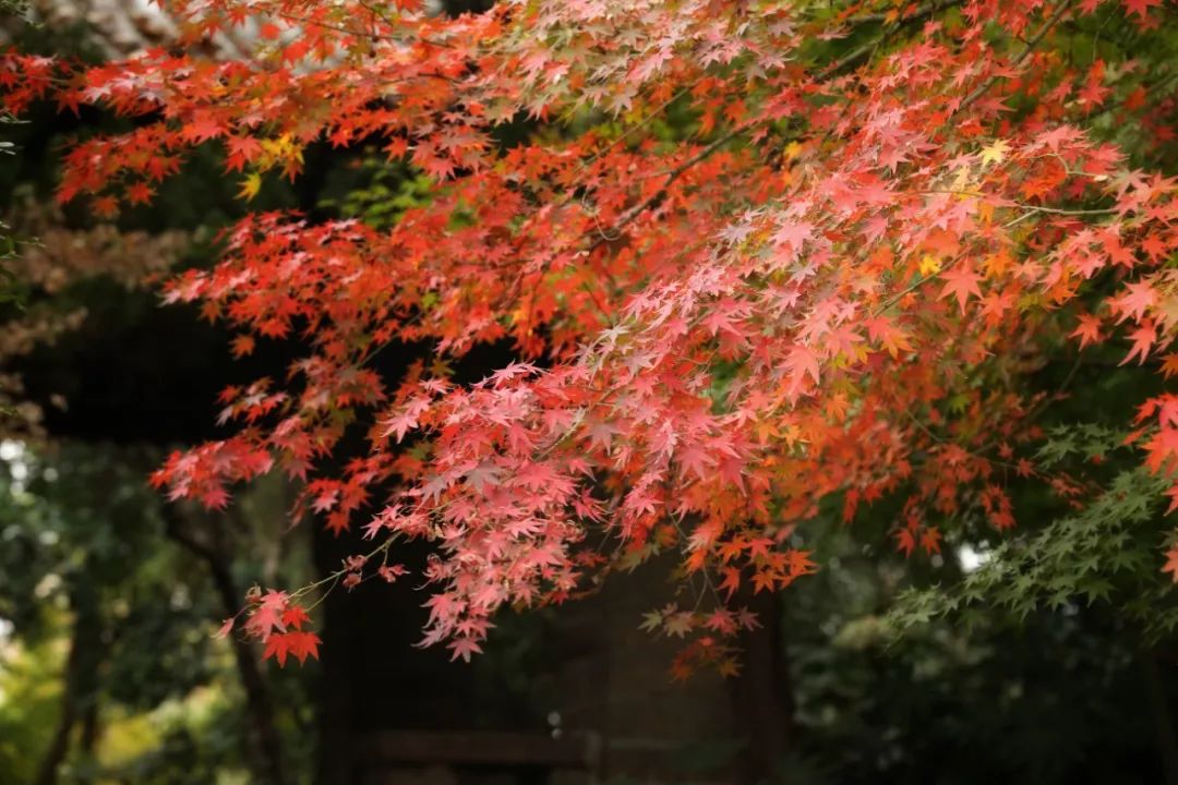 紅葉楓了楓葉紅了上海這些公園可賞楓林美景