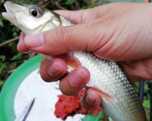 原创这鱼体态修长,头尖嘴唇肥厚,黑龙江本地人叫它"虫虫鱼"
