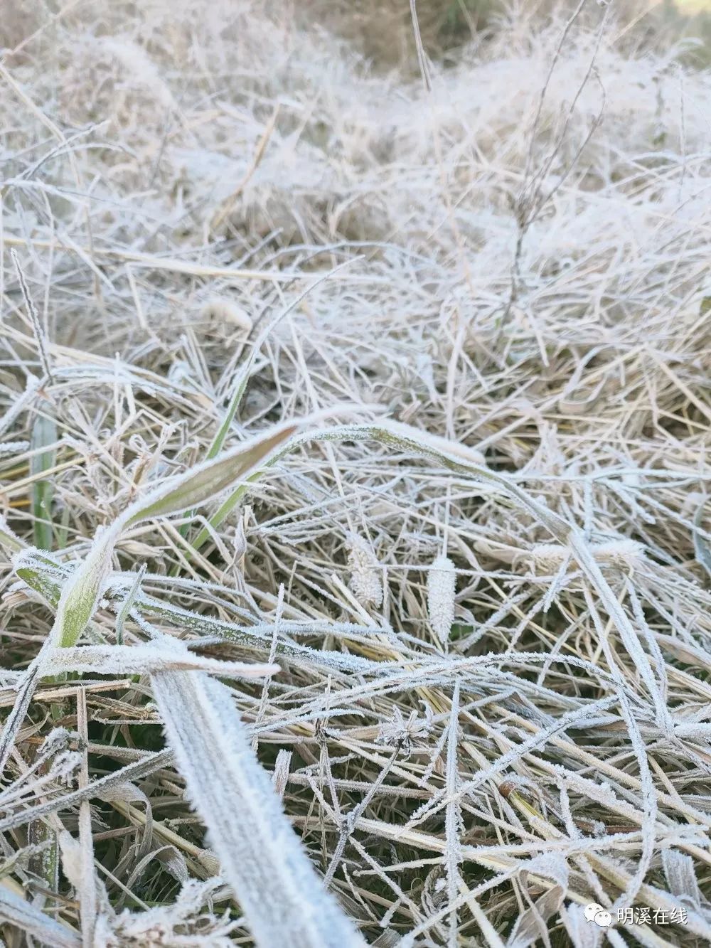 这些被霜打过的野果成熟了,你吃过吗?