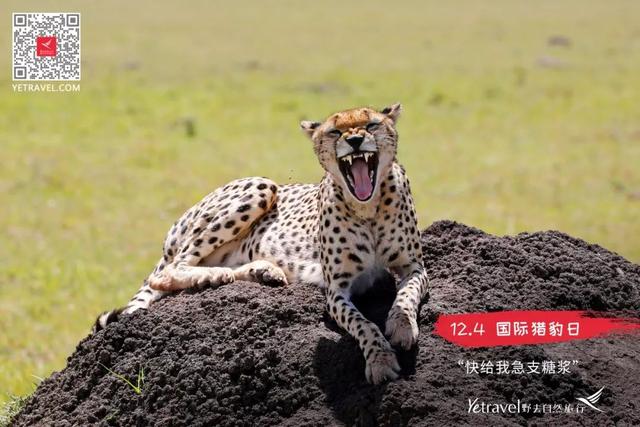 國際獵豹日短跑冠軍能否逃離滅絕危機