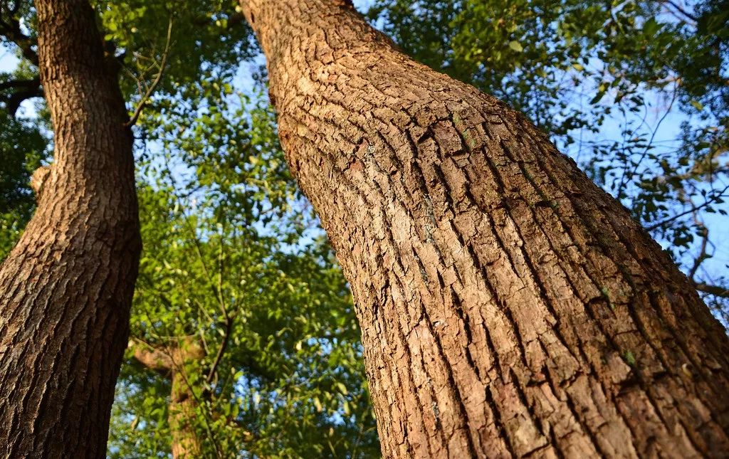 涨知识这两种植物被定为广安市树市花