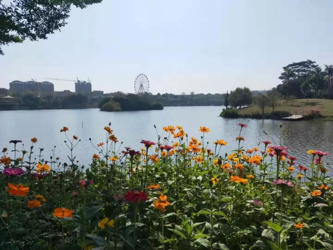 约起玫瑰湖公园1万多株玫瑰花等你来赏