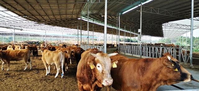 該肉牛場是剛投產的新興養殖基地,為保證肉牛在飼養棚生活的舒適度