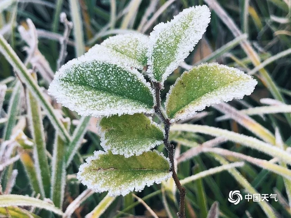 浓霜满地作微雪 阳光下美丽的霜精灵