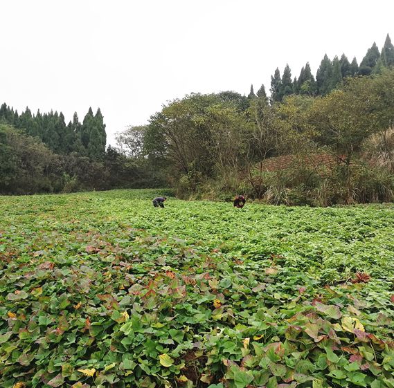 她一邊招呼熟人掐點新品種苕尖嚐嚐鮮,一邊麻溜地踩著泥巴下地介紹: