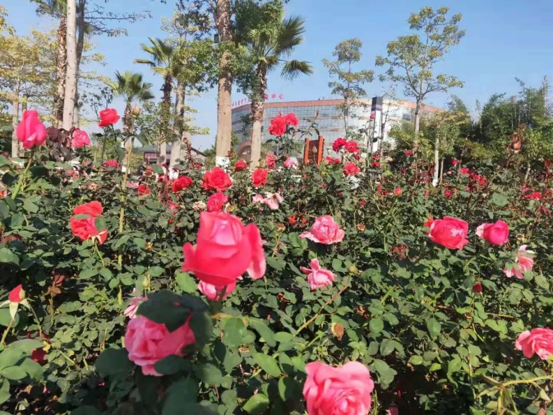 约起玫瑰湖公园1万多株玫瑰花等你来赏