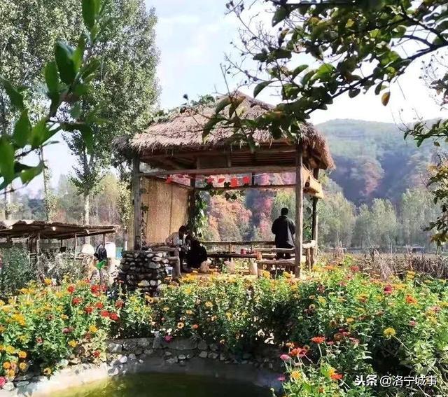 洛宁马红军半亩花田农庄新赞