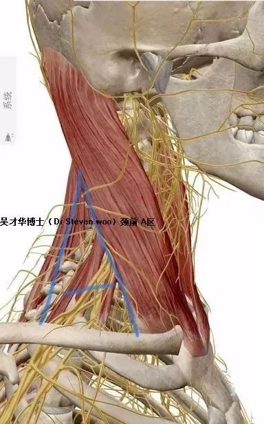 頸前筋膜在胸鎖乳突肌內緣呈v形區7.