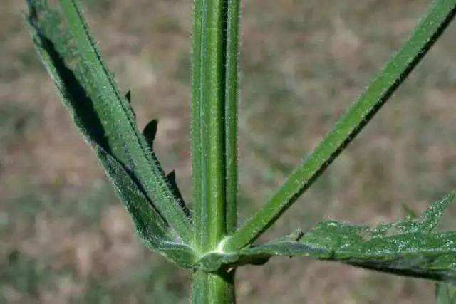 柳葉馬鞭草為馬鞭草科馬鞭草屬植物,株高60-150cm,葉片形狀苗期為橢圓