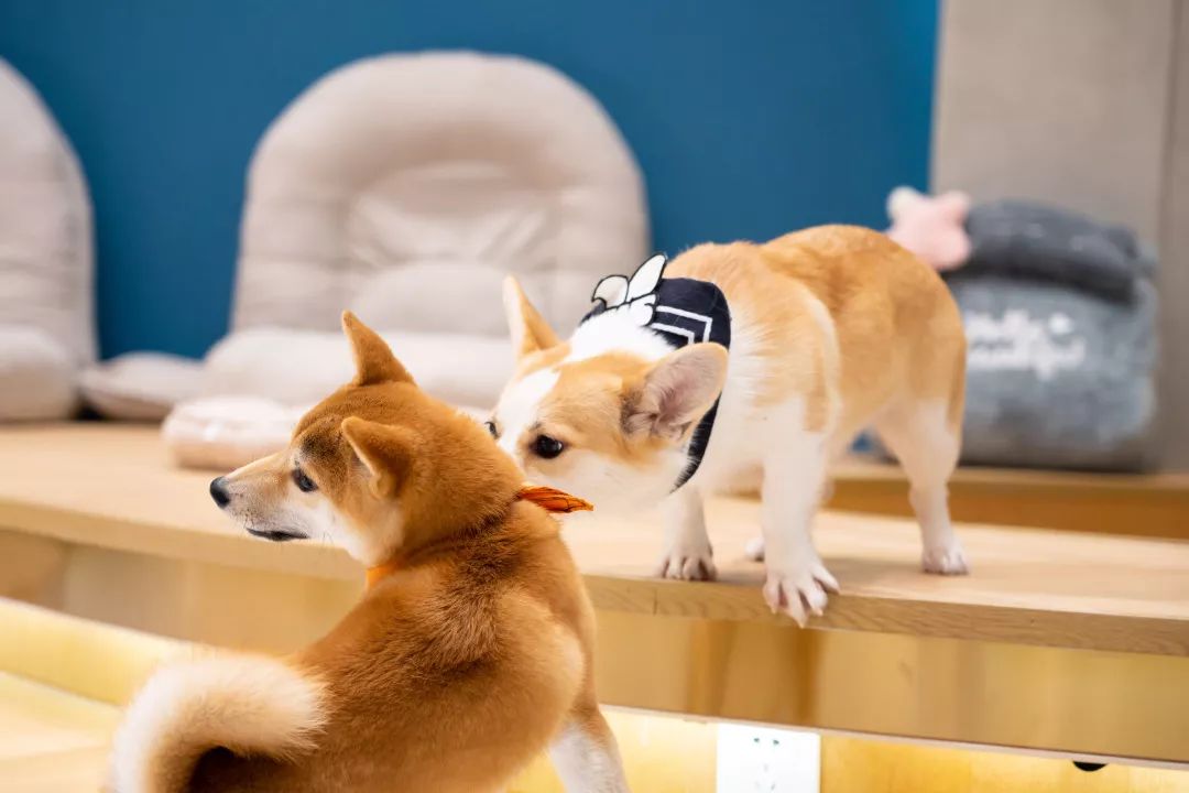 秋田,柴犬,柯基...10 萌犬任你撸,新开狗咖来啦!_狗狗