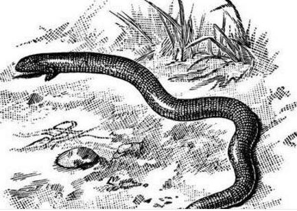 上世纪出现神秘生物塔佐蠕虫,外形猫头蛇身