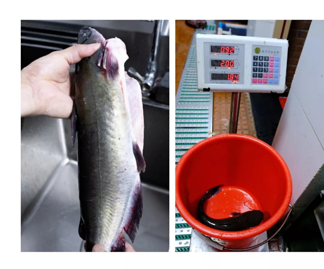 从云南排到东莞的草帽石锅鱼就在东城万达金街