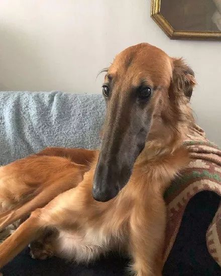 狗子天生脸特别长,每次晒图主人都要解释:我真的没有p!