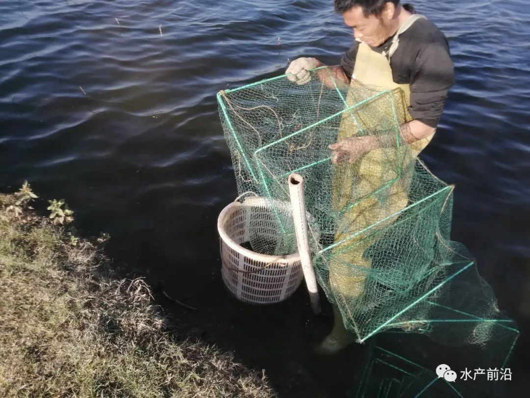 慘烈養草魚羅非90血虧物質守恆定律昇華魚蝦混養珠三角湛江多人豪賺