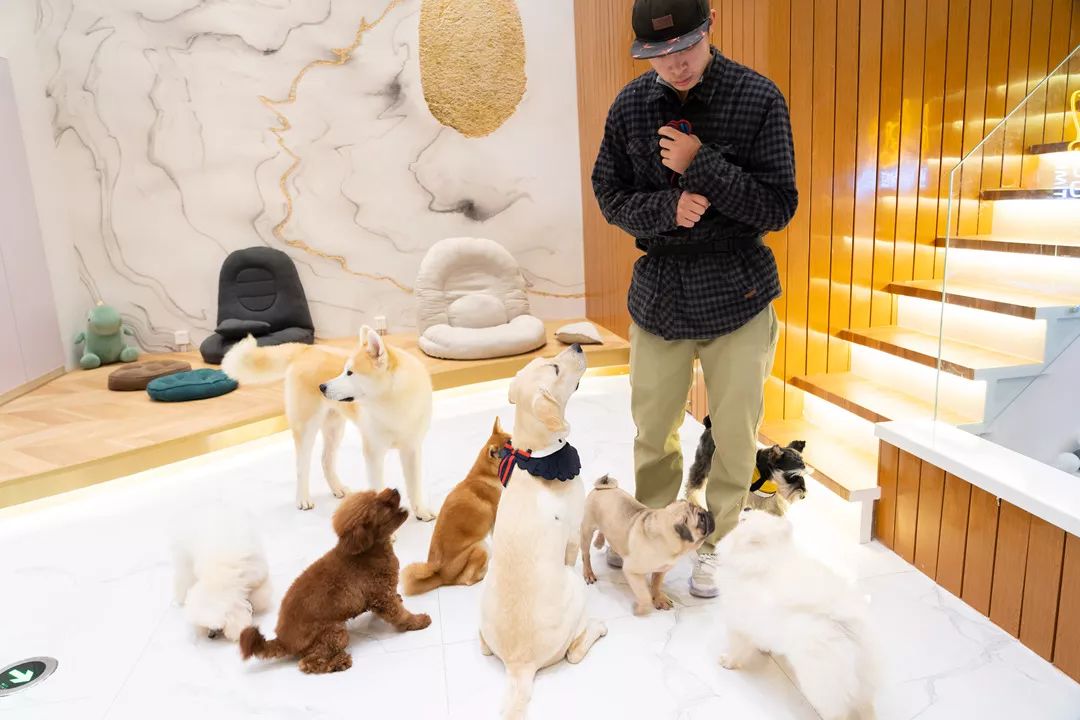 秋田,柴犬,柯基...10 萌犬任你撸,新开狗咖来啦!_狗狗