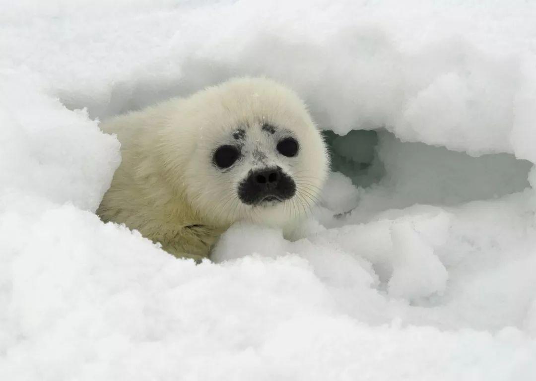 scientists are advising that the ringed seal be listed under the