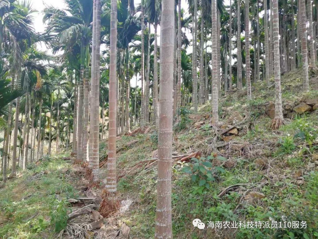 湖南槟榔行业的最新动态解读