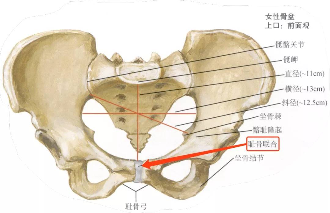 耻骨联合上缘的位置图图片