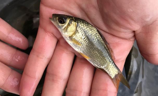 黄金鲫鲤鲫杂交三倍体新品种体金黄有一对普通鲫鱼所没有的吻须