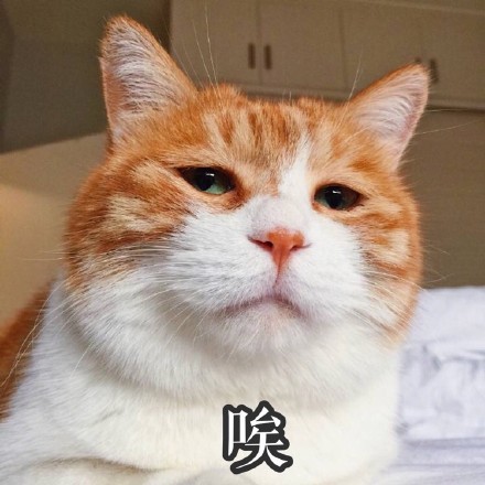 橘猫表情包 原图图片