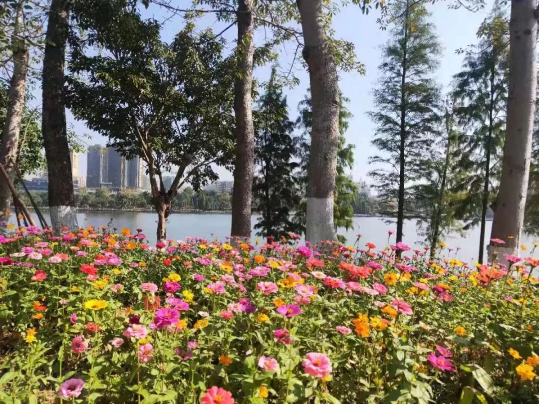 约起玫瑰湖公园1万多株玫瑰花等你来赏