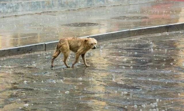 知道冬天的流浪狗越来越少的原因,我哭了.