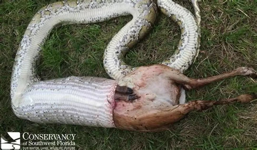 地球恐怖的十大蟒蛇图片