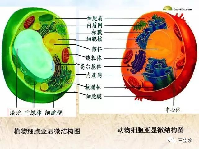 我要放高中生物书图了!细看每一个植物细胞那么叶绿素在哪里呢?