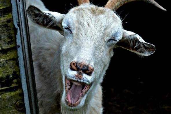 喂羊饲料怎么配 波尔山羊的饲料配方,请注意!