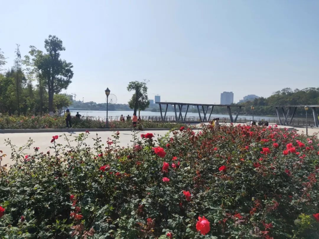 约起玫瑰湖公园1万多株玫瑰花等你来赏