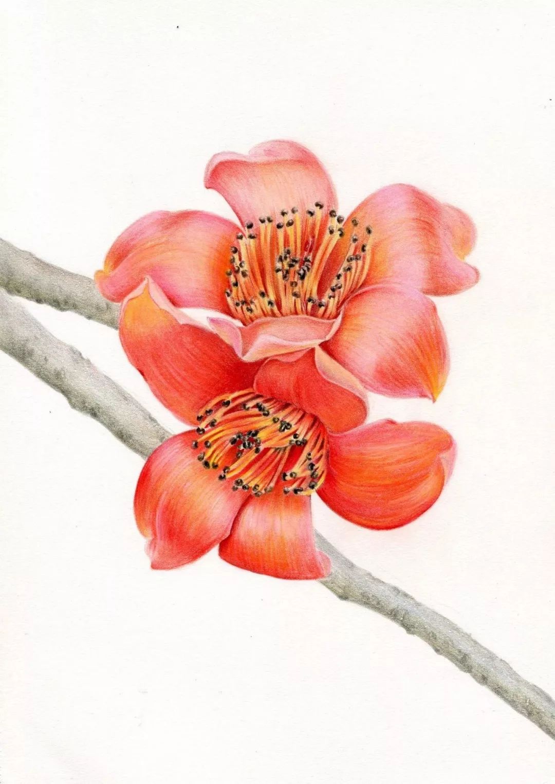 这样一个鲜艳美丽的木棉花就画好啦~赶快动手试试看吧!