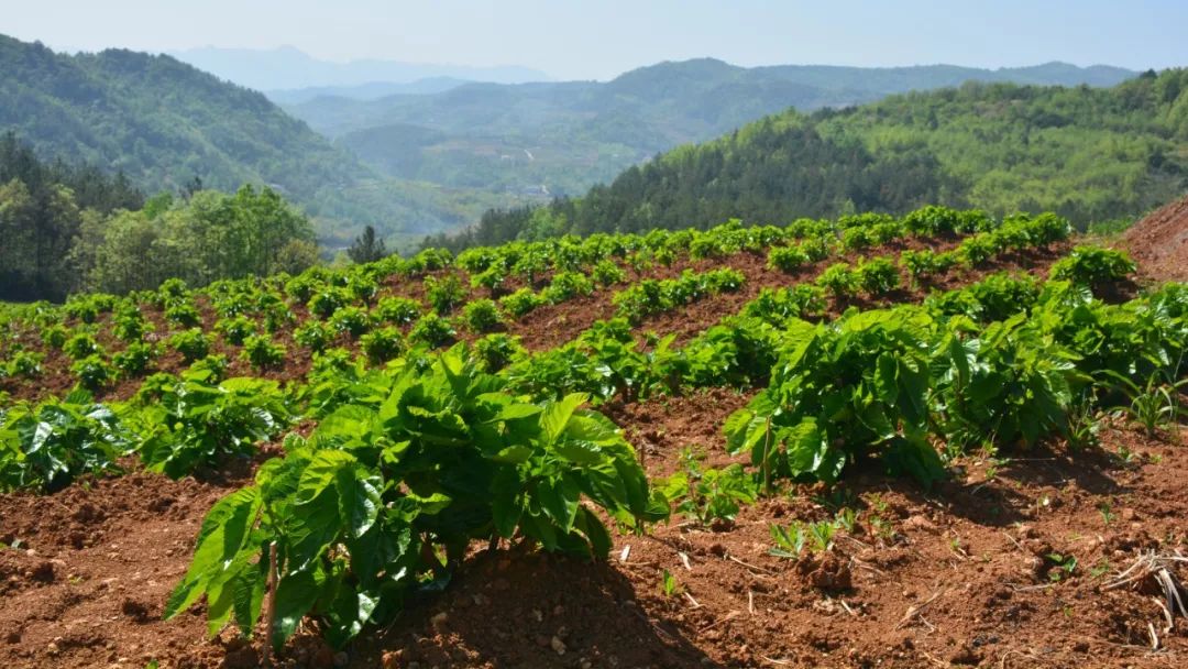 脱贫│誓把黄精变"黄金"_种植