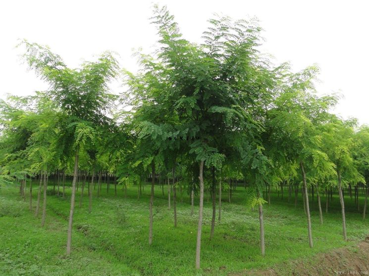 方言词语|槐_大槐树