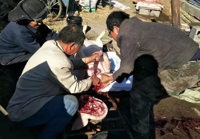 乌兰察布地区山沟沟里的杀猪菜