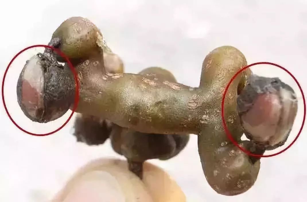 程度后,其顶部便长出黄绿色花朵,到了4月底5月初,花谢后长出青色果实