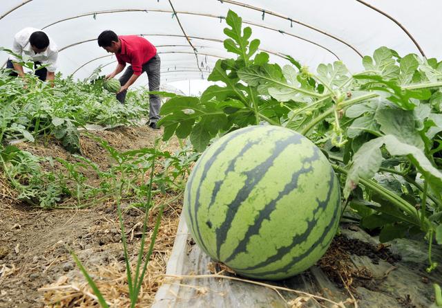 西瓜种植技术西瓜大中拱棚内温度变化五个规律及调控措施