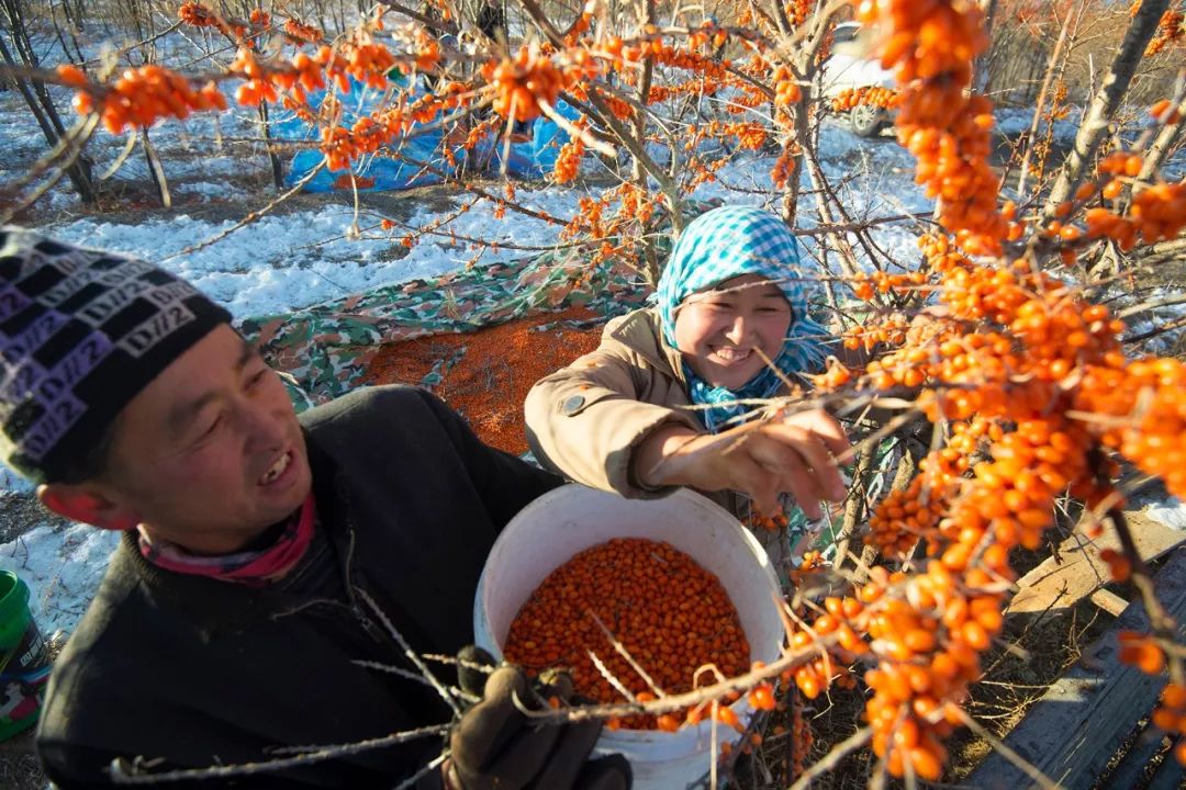 看到工人们正在热火朝天的采摘沙棘果,虽然气温已经