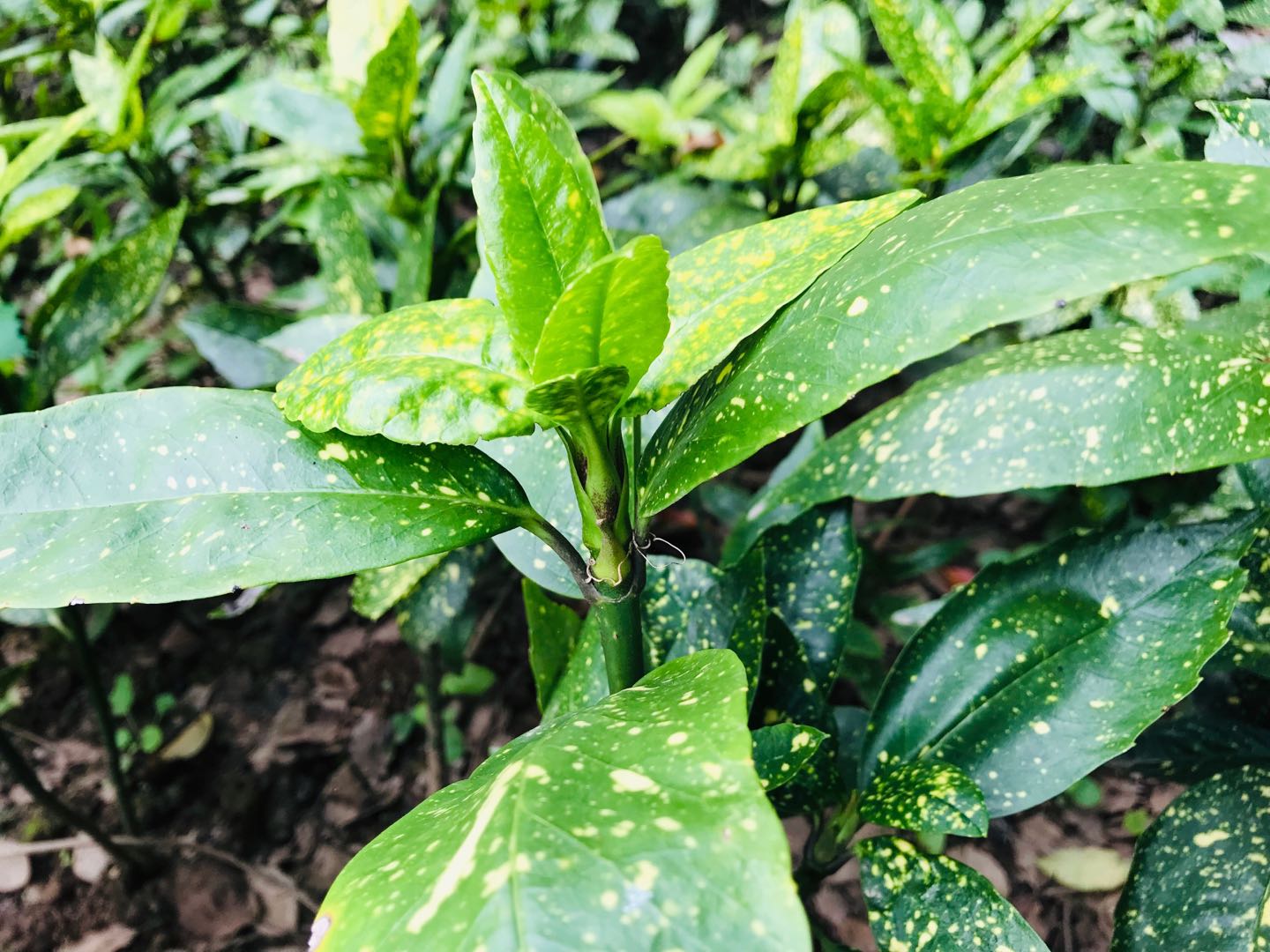 花葉青木我非常贊成杜甫的強自寬,這三字不光是面對老去,而且是