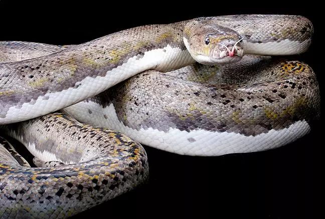缅甸发现最大的蛇图片