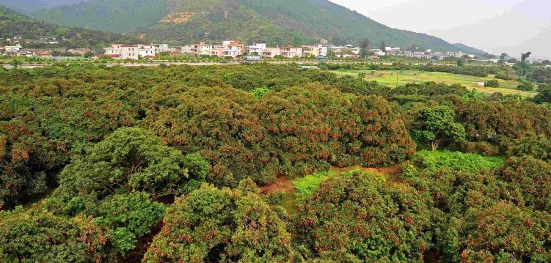 品质好档次高看他们如何打造镇隆荔枝的特色文化