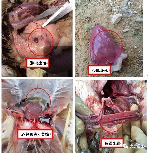 鸭黄病毒病袭来注意预防和治疗