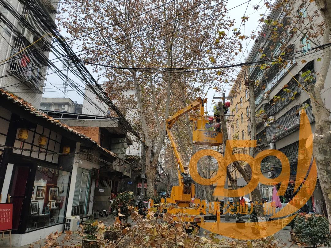 安康两街道行道树太茂盛阳光与市民躲猫猫他们出手了959现场