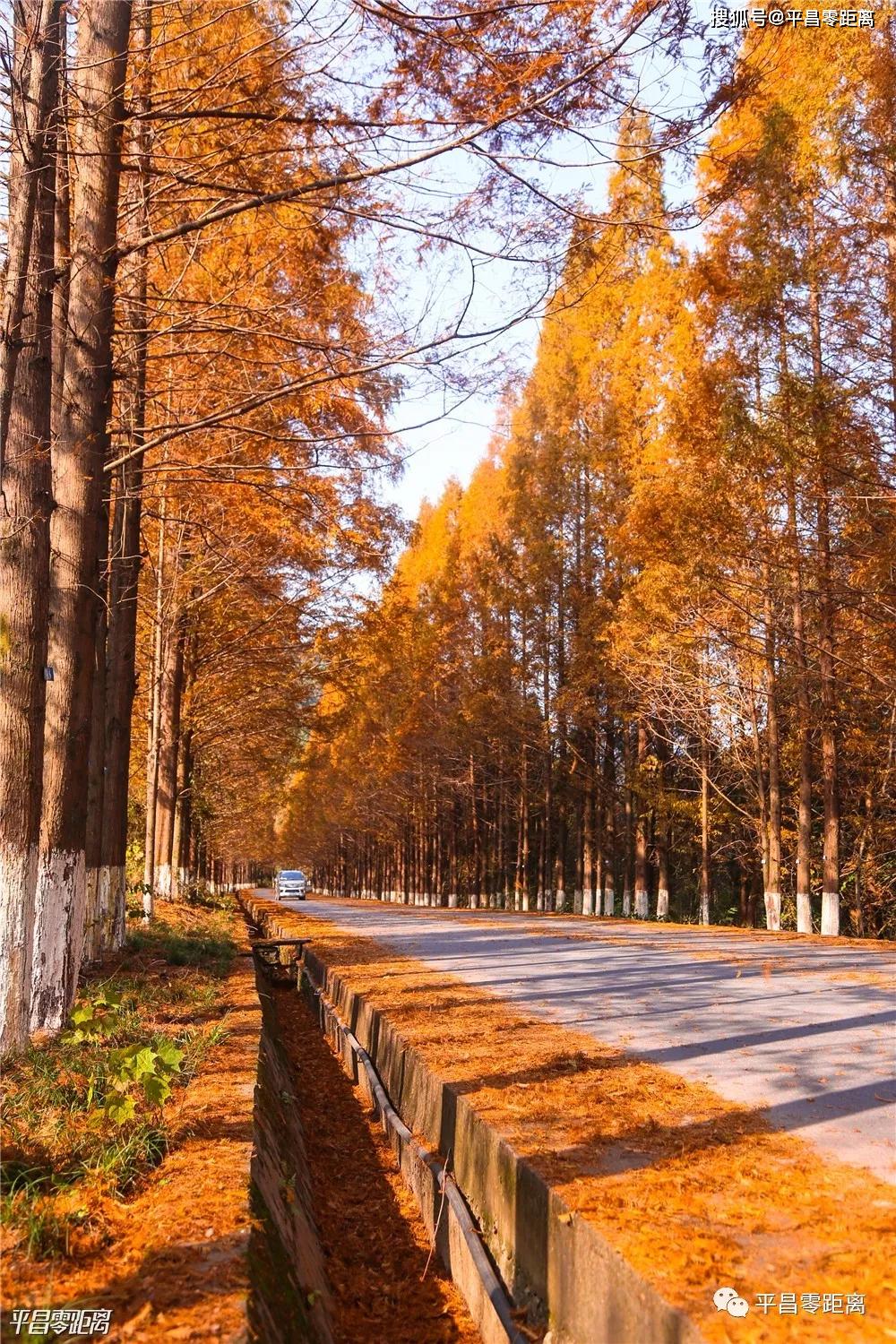 最美国道线海量实拍图来袭,直击平昌百里森林长廊斑斓画卷!