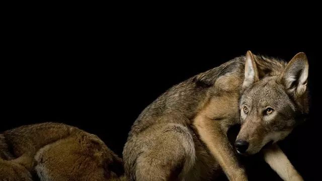 地球上只剩75只红狼