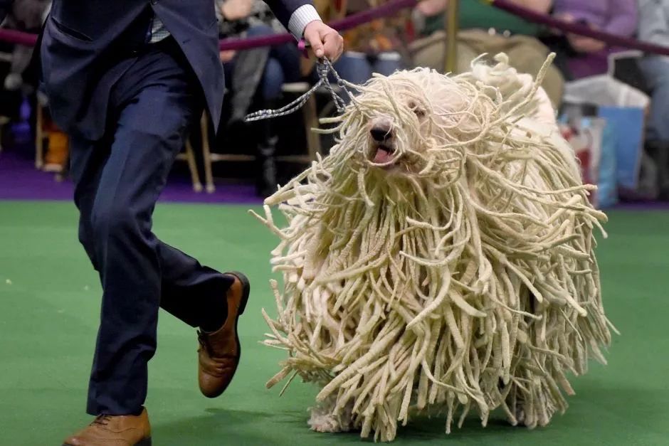 漂浮在水面的一团"脏抹布",居然是一只狗?